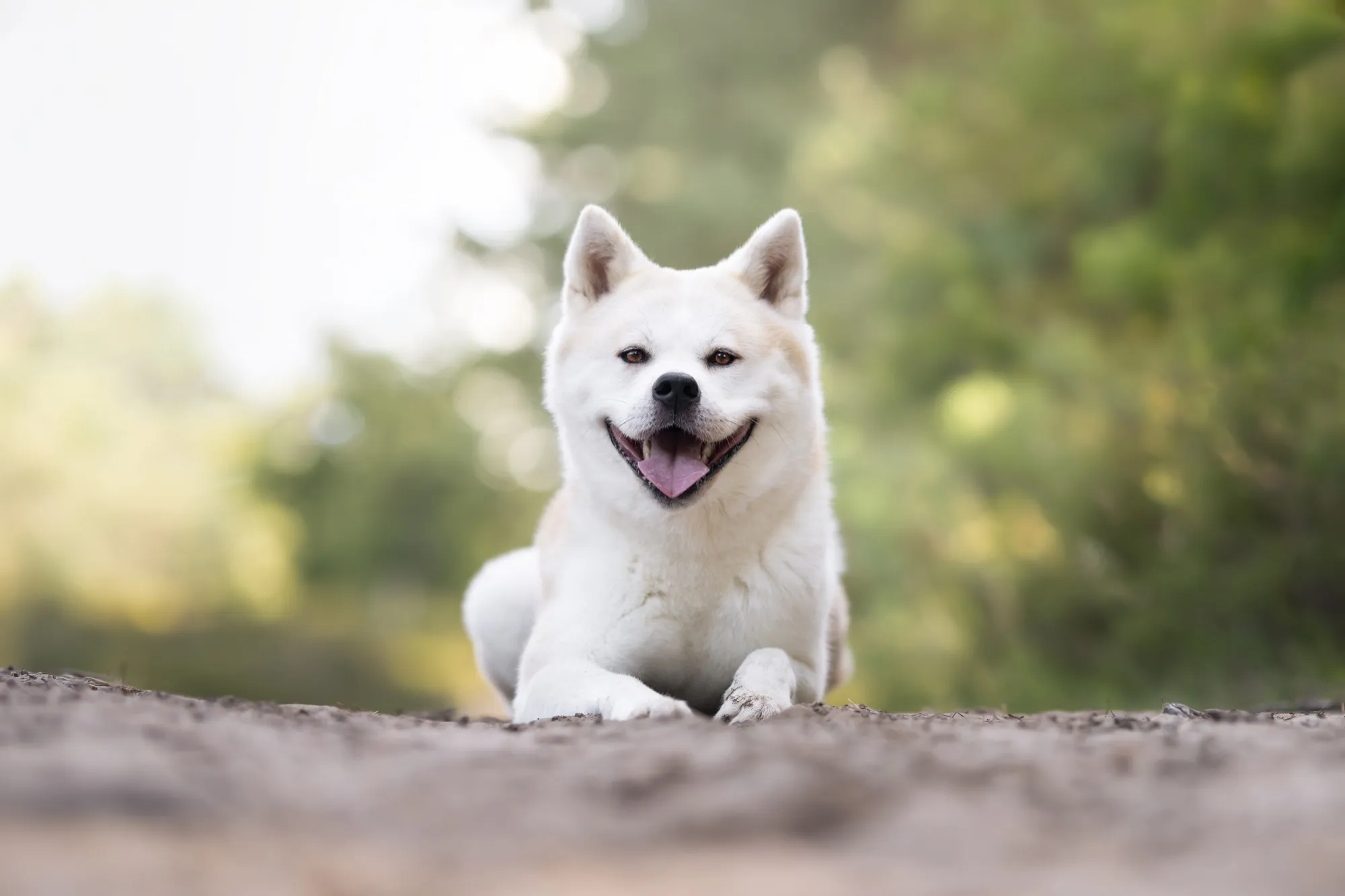 Taiyō, de Japanse Akita waar huis taiyo naar vernoemd is